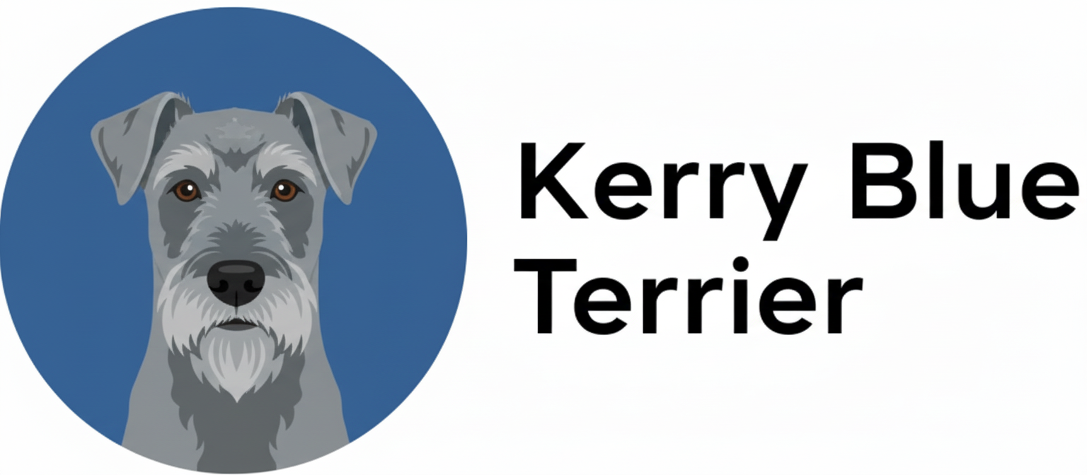 Kerry Blue Terrier How